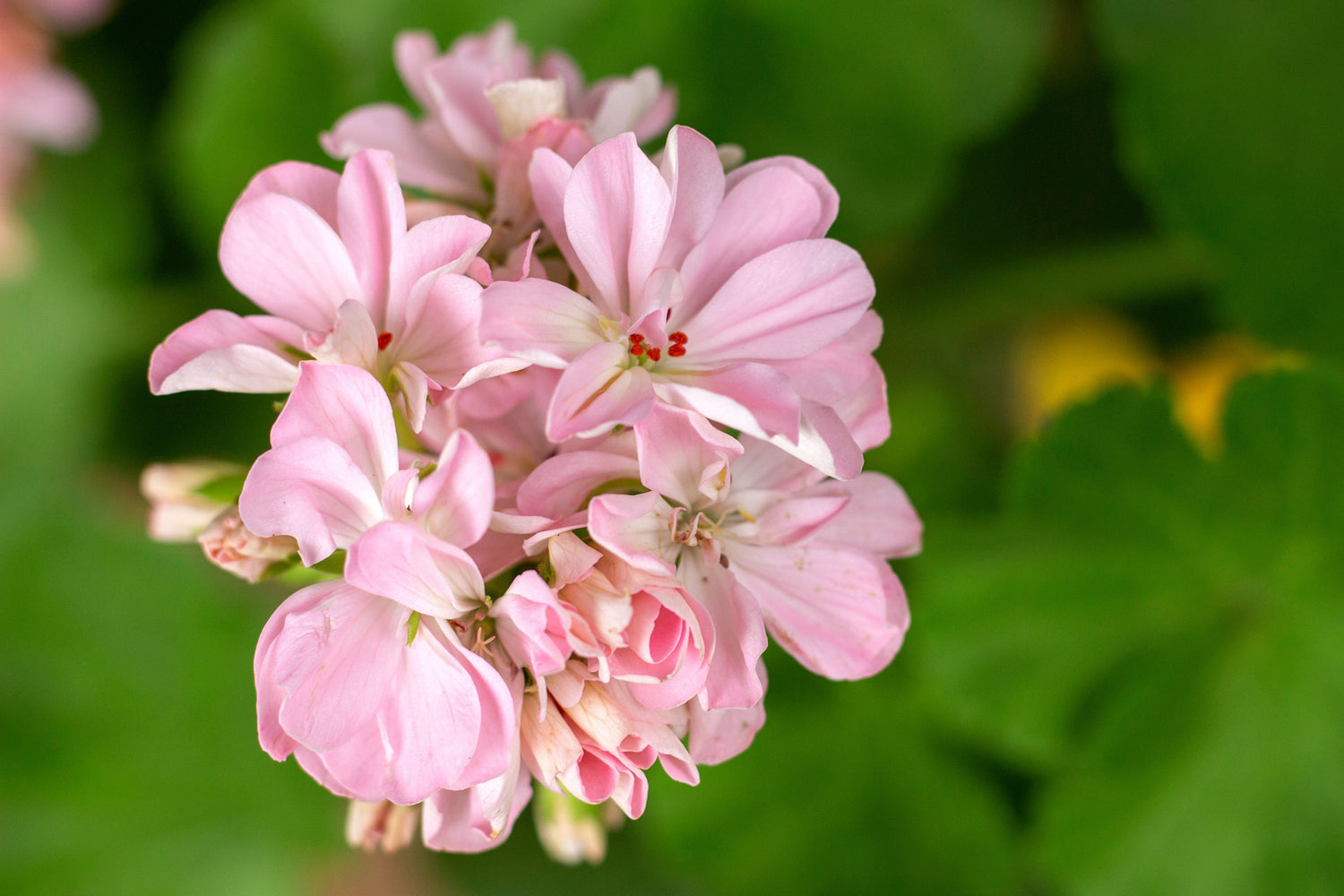 Benefícios do óleo essencial de Gerânio