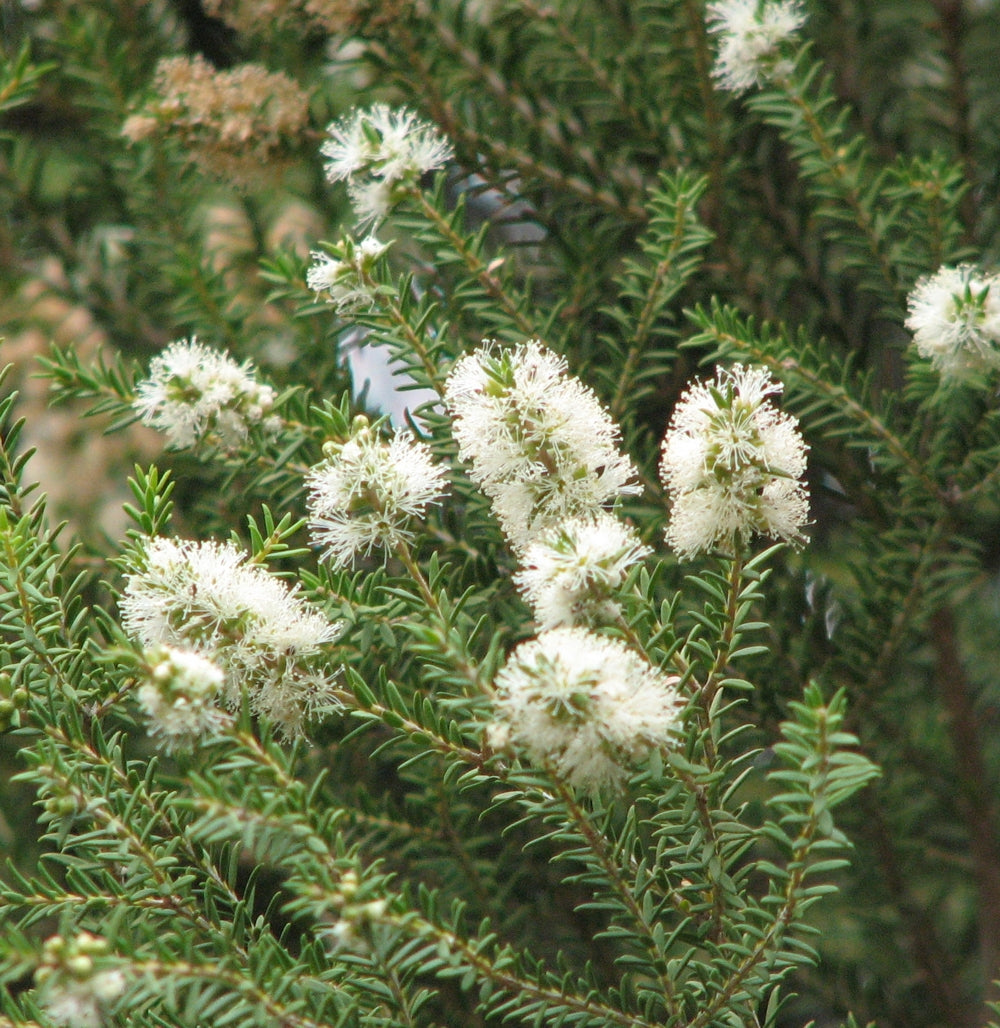 óleo de tea tree melaleuca