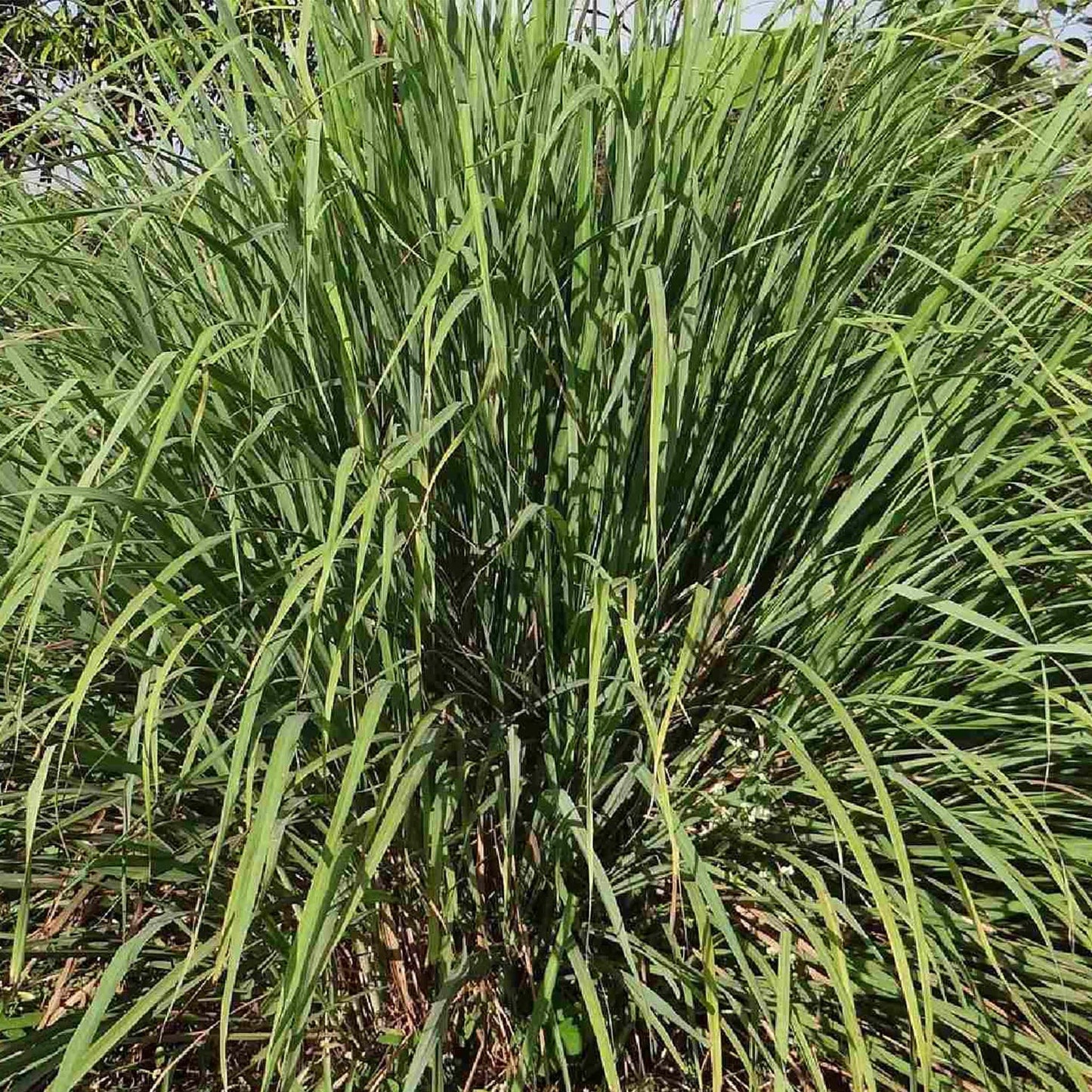 Bloqueador de Odores Sanitários Capim Limão Forêt Bloqueador de Odores Sanitários