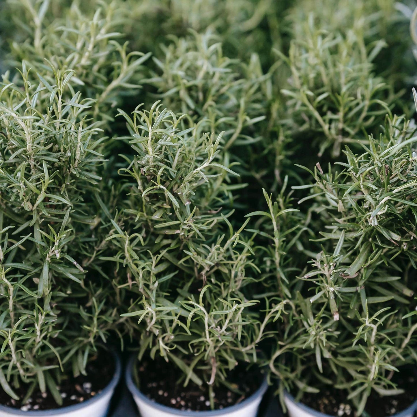 Óleo Essencial Alecrim Forêt Óleo Essencial