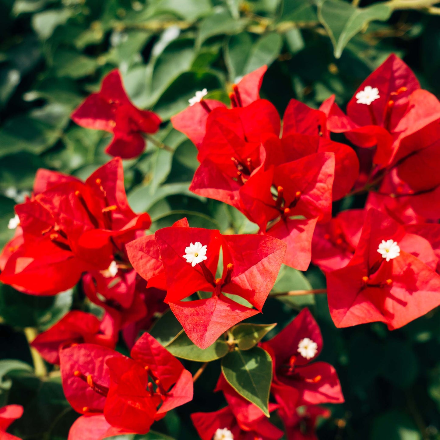 Óleo Essencial Gerânio Forêt Óleo Essencial