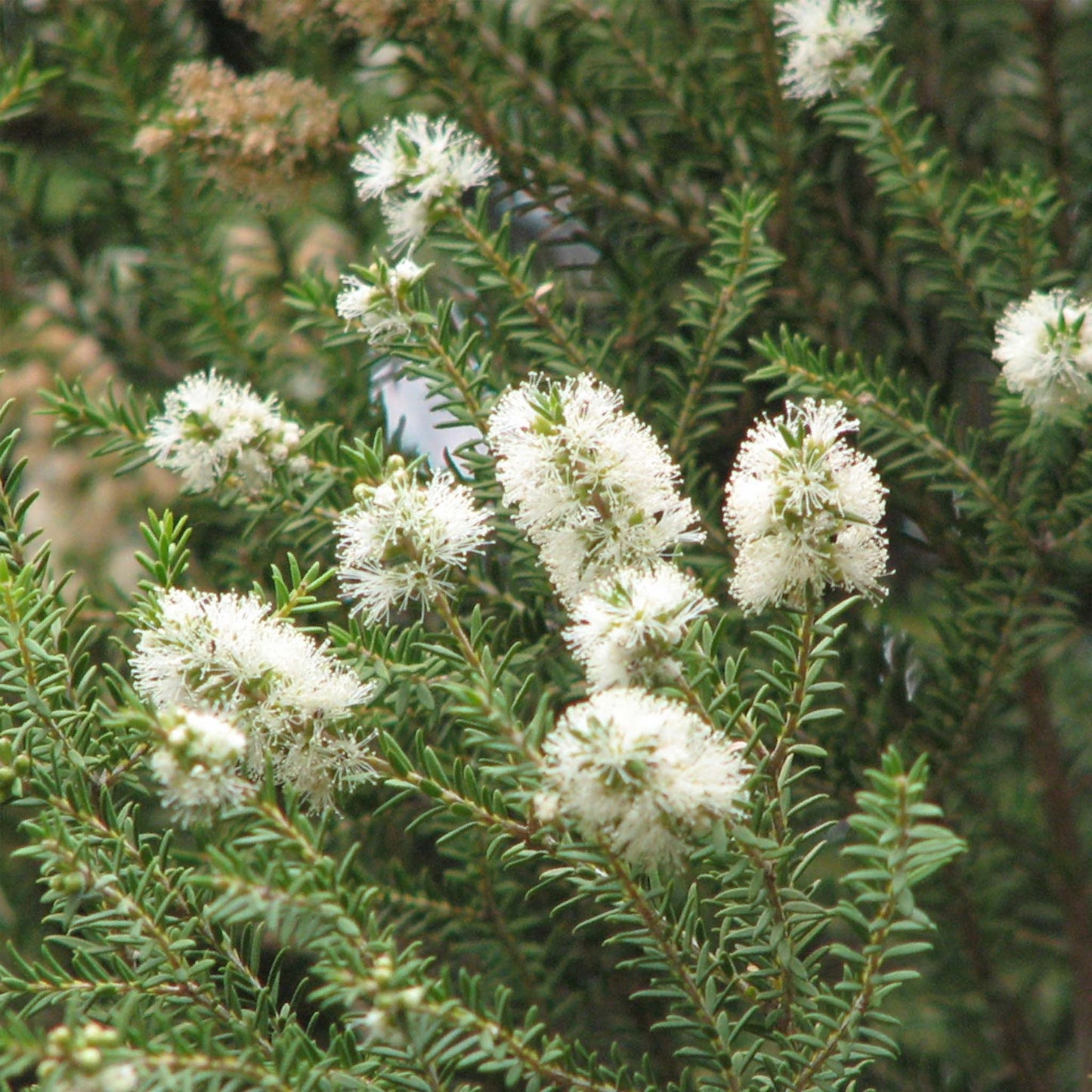 Óleo Essencial Melaleuca Forêt Óleo Essencial